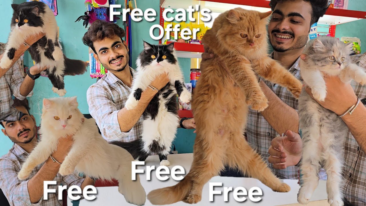 adoption kitten's available in Hyderabad at the time is meow Cattery | bicolour & calico Persian 🐈 😻