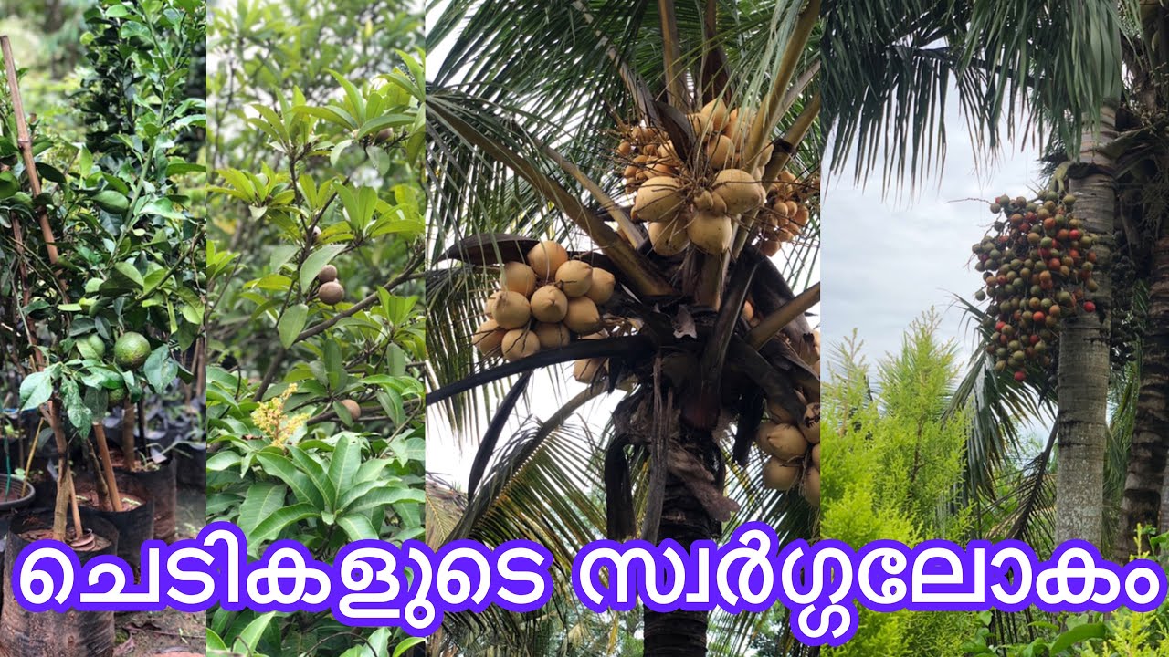 Mannuthy Madakkathara Fruits nursery| Meble Agriculture Farm Trending Fruits