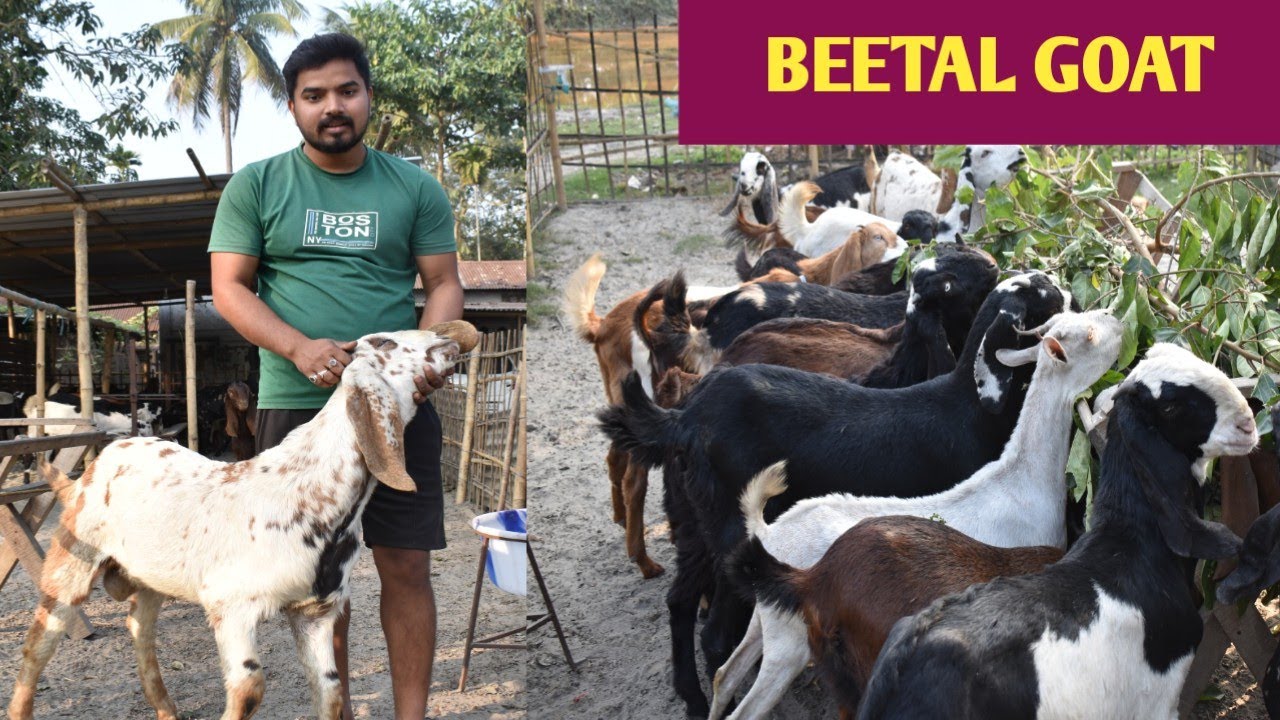 GOAT FARM IN ASSAM | BEETAL GOAT FARM IN GUWAHATI | PUNJAB BEETAL GOAT | ASSAM FARMER👳