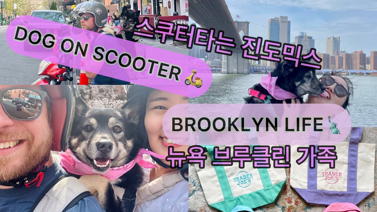 Dog on Scooter/Spring in Brooklyn/한국강아지 브루클린 뉴욕 일상
