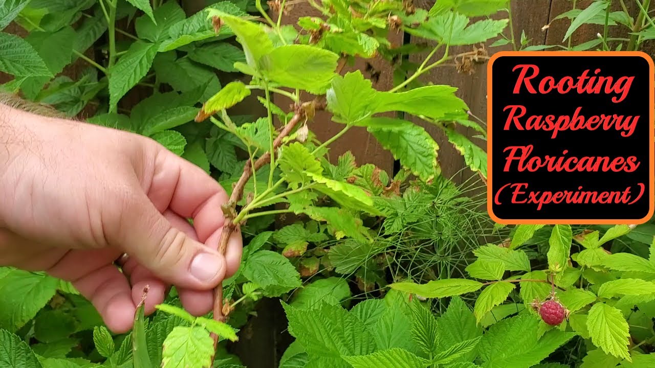 Propagating Raspberries From Floricanes | Experiment