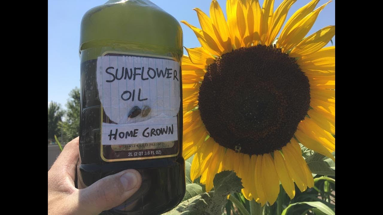Cold Pressing Homegrown Sunflower Seeds using an Automatic Oil Press