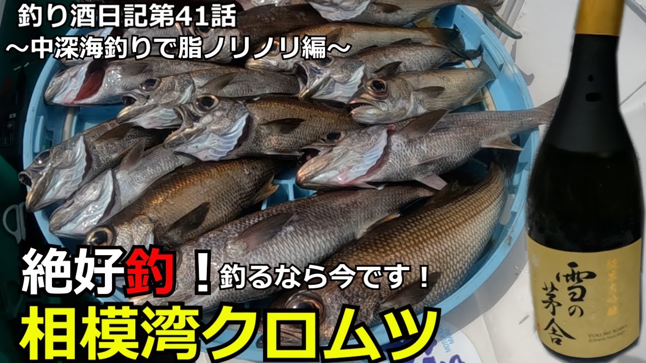 釣り酒日記第41話【クロムツ好釣！】釣るなら今です！脂ノリノリ中深海釣りで旨すぎる肴を頂きます！