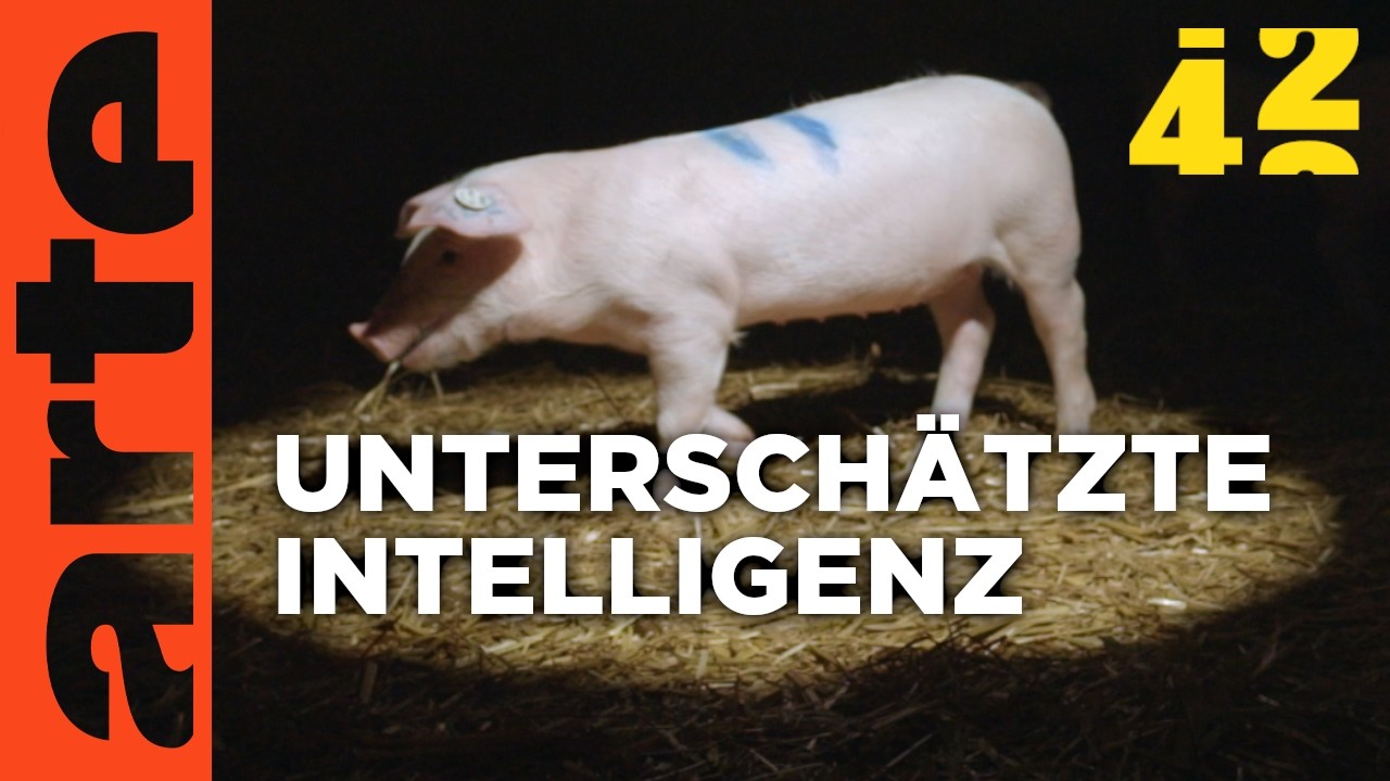 Wie schlau sind die Tiere, die wir essen? | 42 - Die Antwort auf fast alles | ARTE