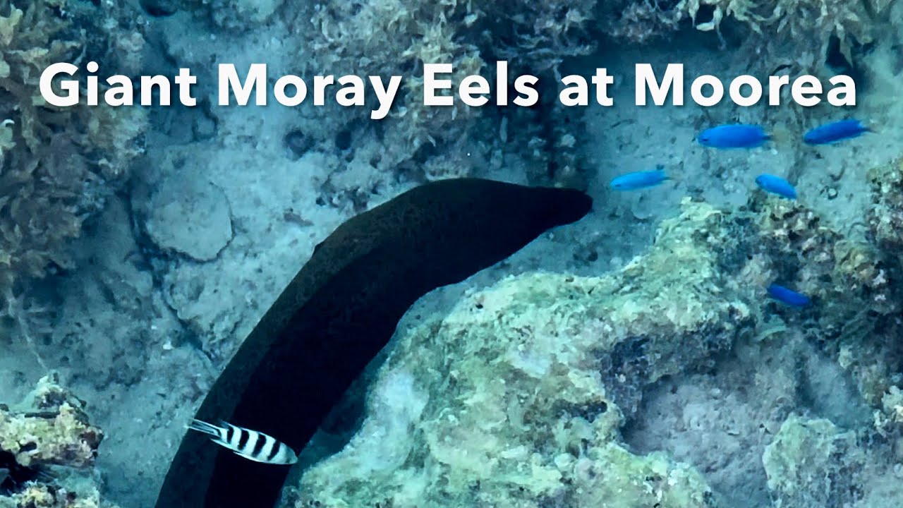 Giant Moray Eels at Moorea