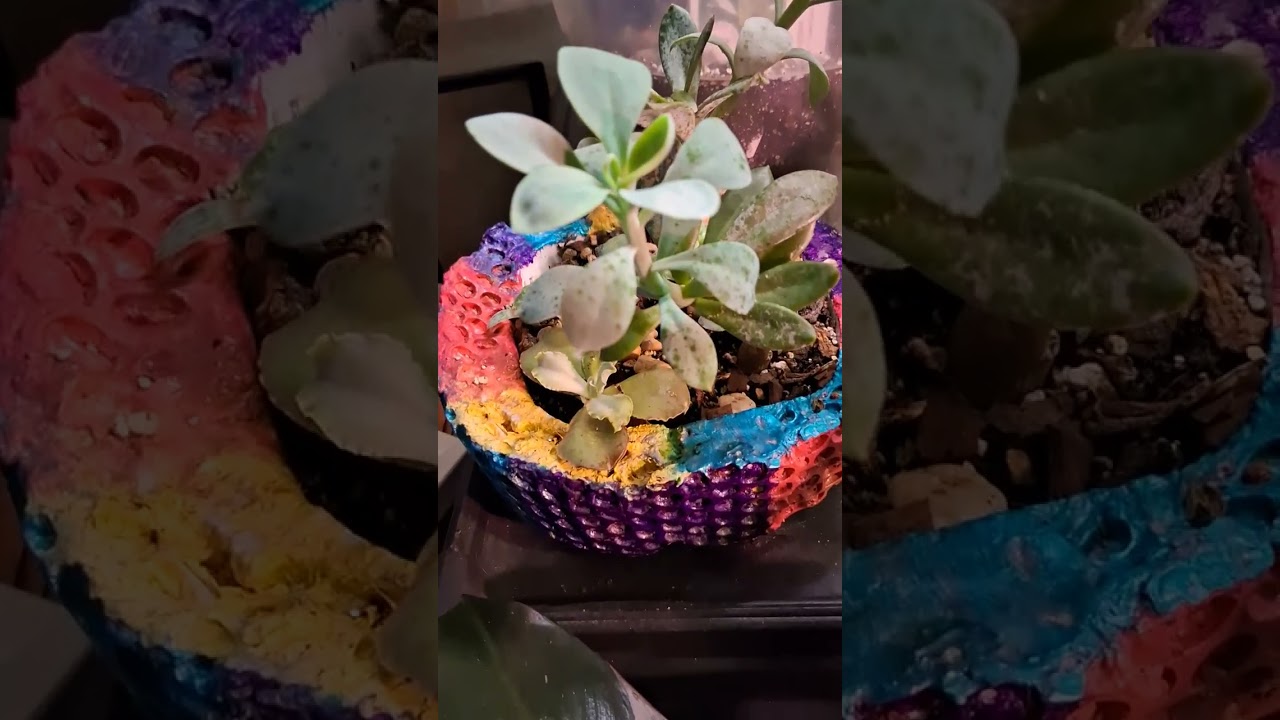Cactus collection 😍 
