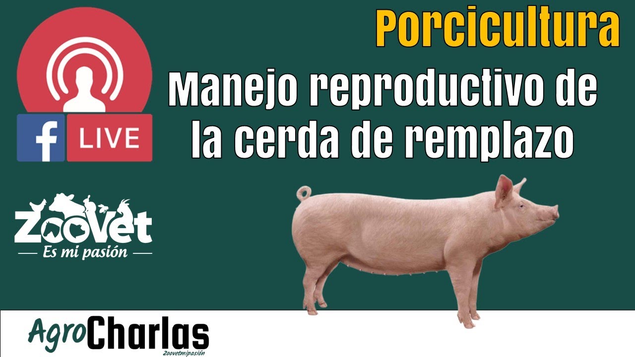 Manejo reproductivo de la cerda de remplazo