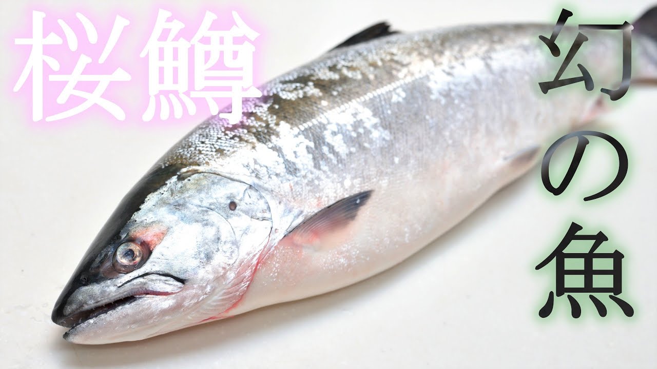 春を告げる魚 サクラマスをさばく【捌き方】【三枚おろし】How to fillet a Cherry salmon