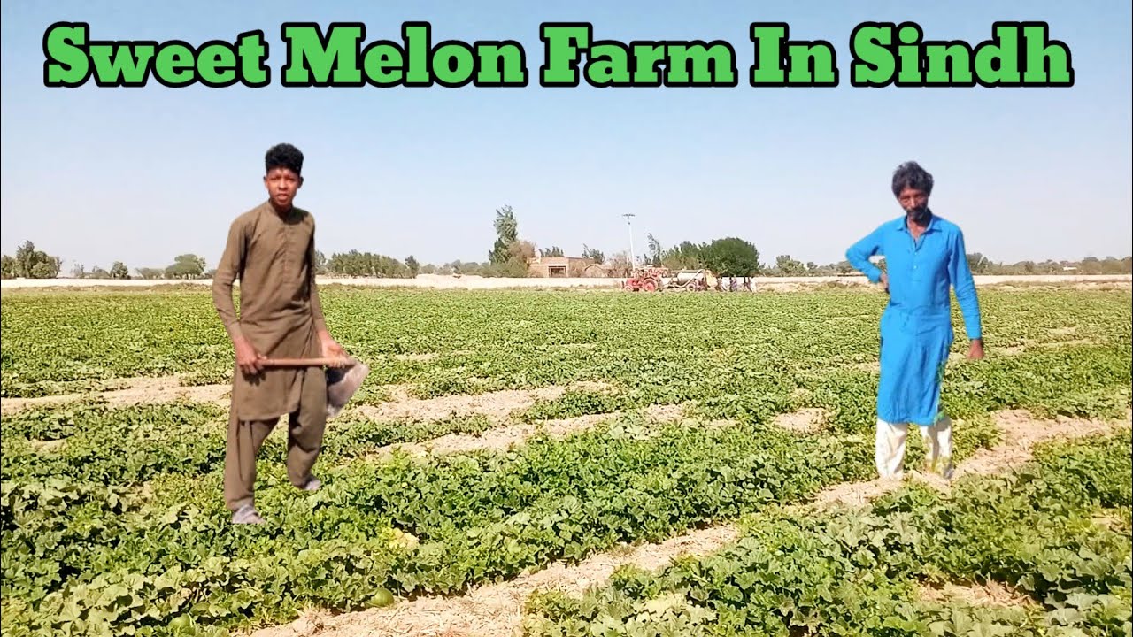 Pakistan Musk Melon Farming Province Sindh  Hybrid Seeds Distinct Badin