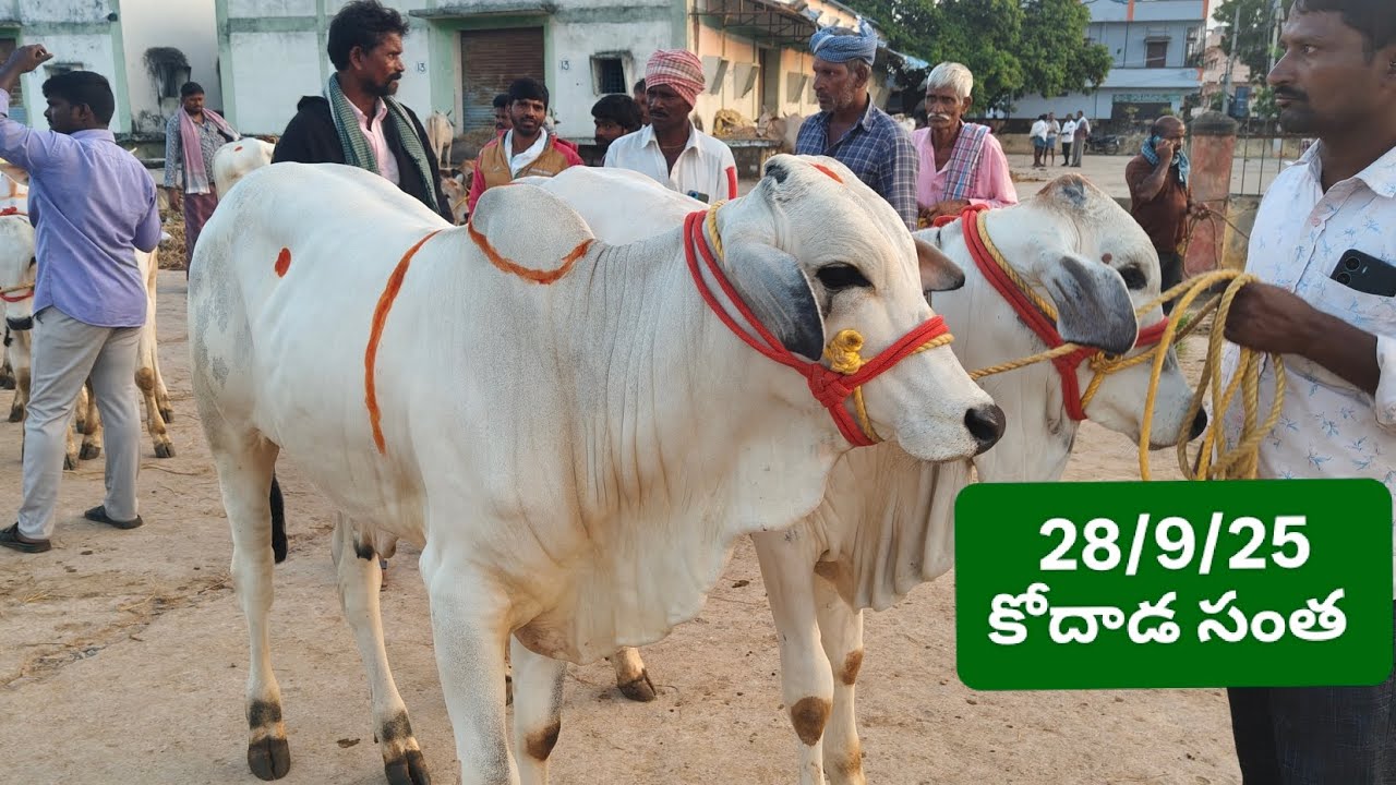 28/9/25 కోదాడ సంత లో డీలాపడ్డ కోడె దూడల ధరలు 