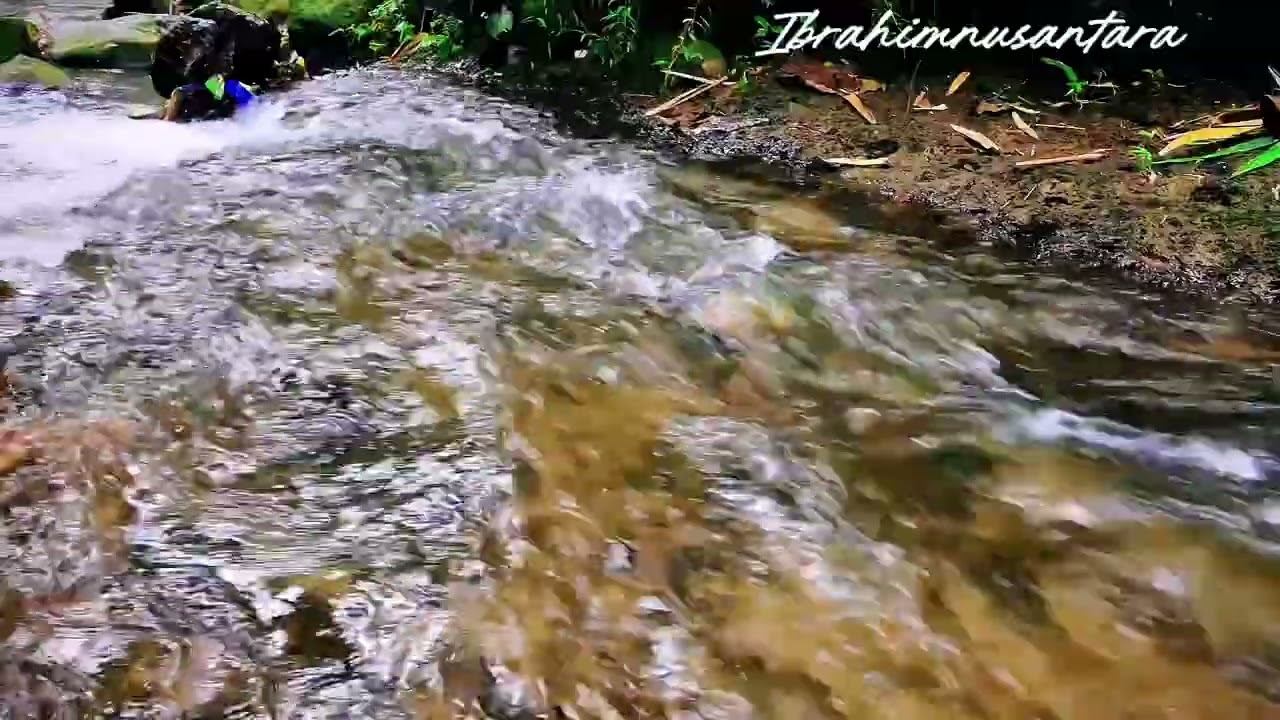 Relaxing Nature Sounds, Gentle River & bird singing for calm foccus. & Sleep, Relax in nature | ASMR
