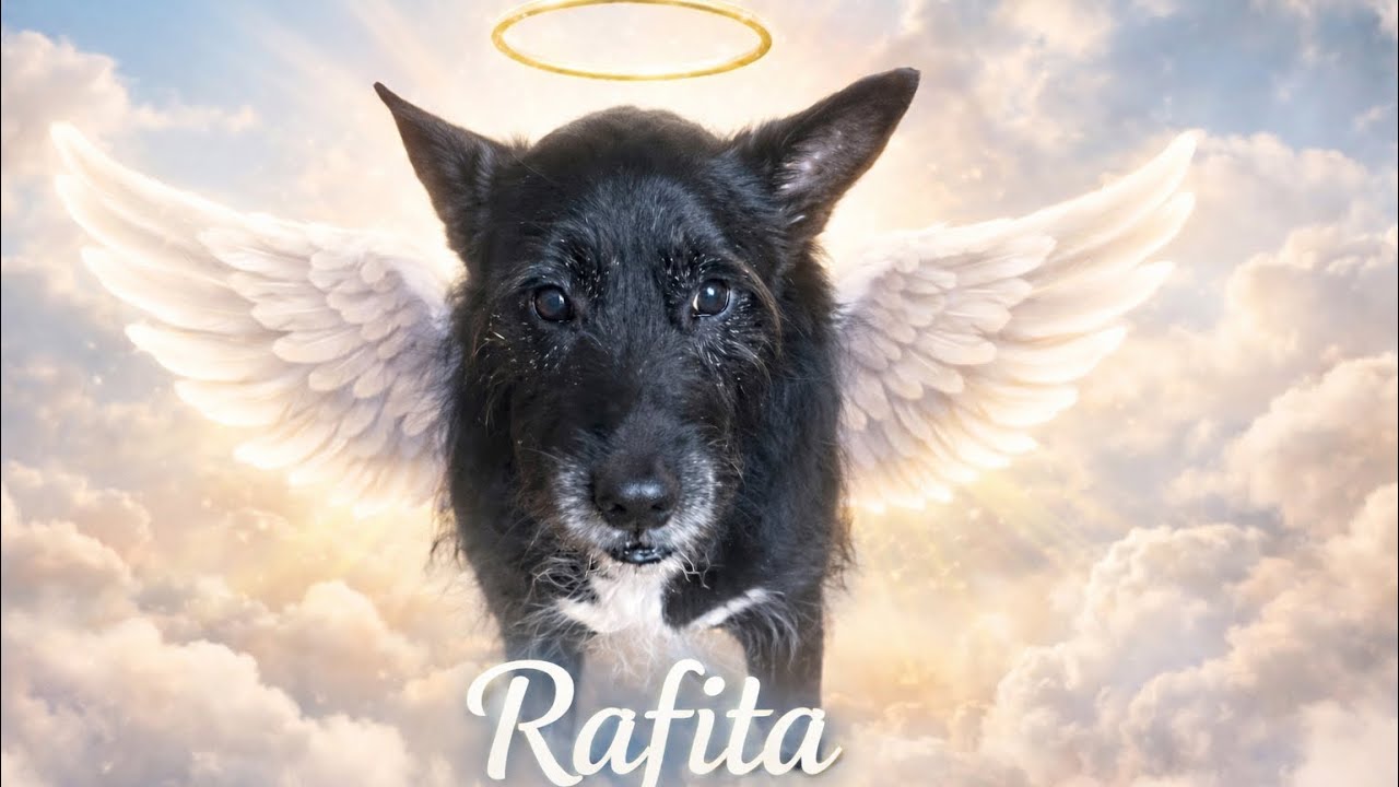 Otro angelito en el cielo😭😭