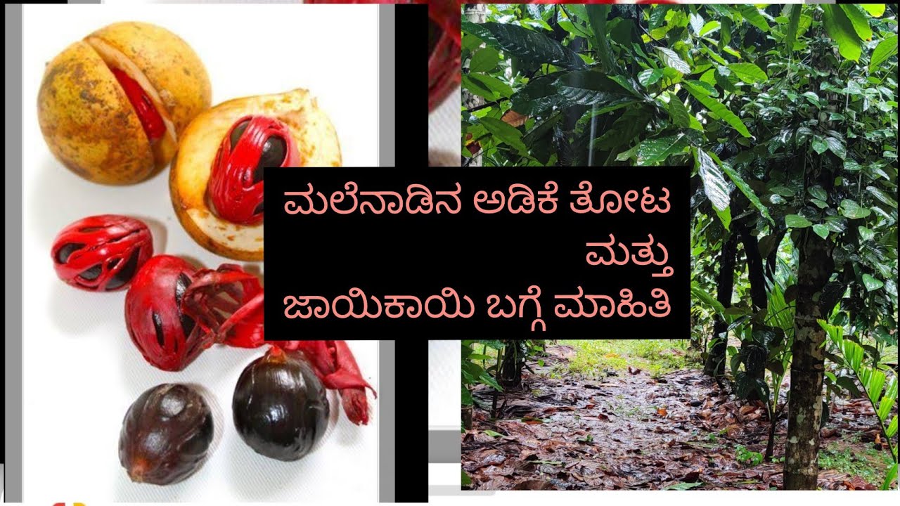 ತೋಟದ vlog 😍/ಅಡಿಕೆ ತೋಟ/ಮಲೆನಾಡು/ಜಾಯಿಕಾಯಿ ಮಾಹಿತಿ/Nutmeg