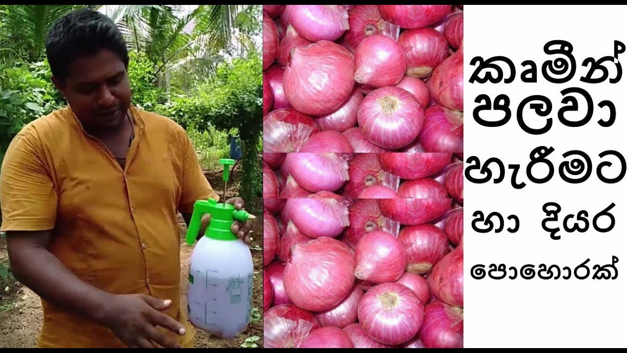 දියර පොහොරක්ලෙස  හා කෘමින් පලවා හැරිමට ළුණු  පොතු යොදාගන්න Use onion peels as liquid fertilizer