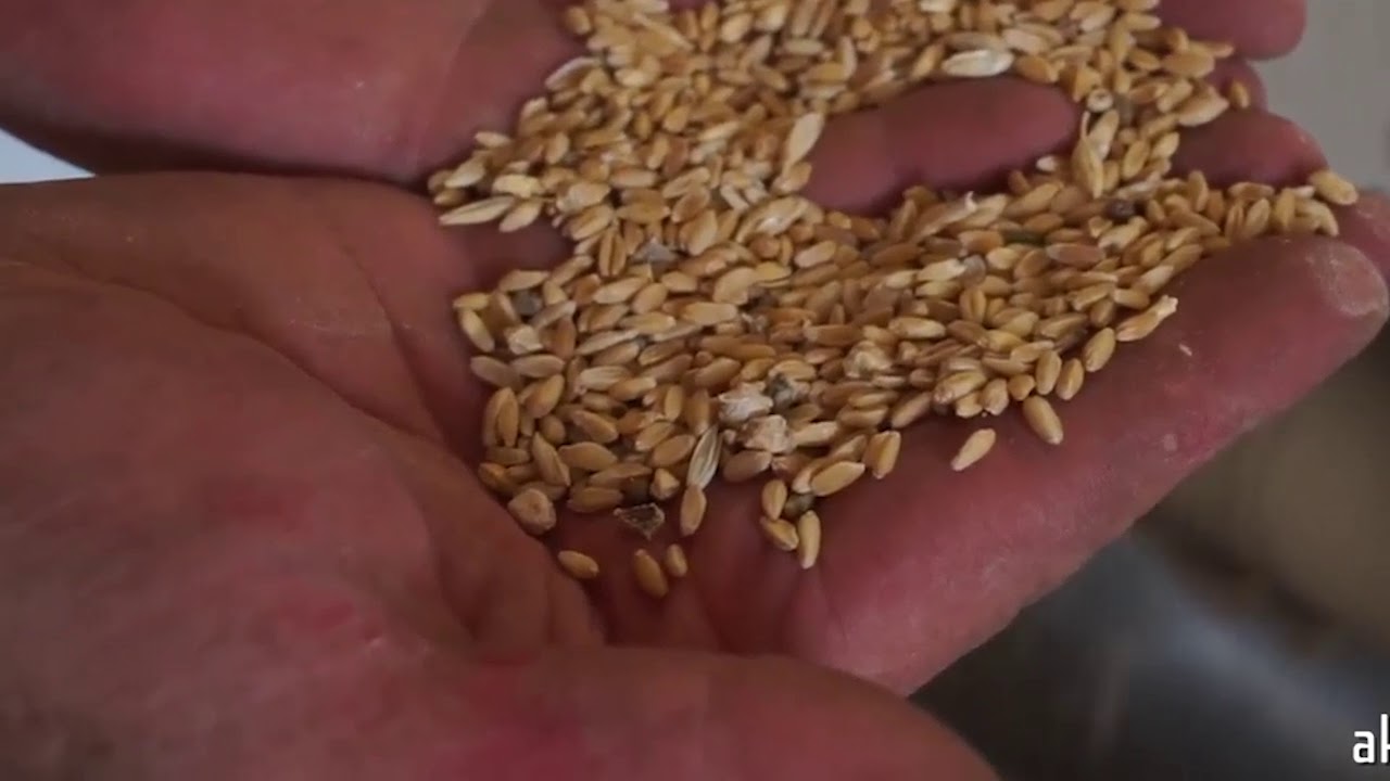 Wheat processing plant, Wheat cleaning plant, Wheat processing machines