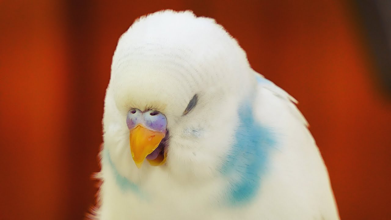 Calming Music for Budgies