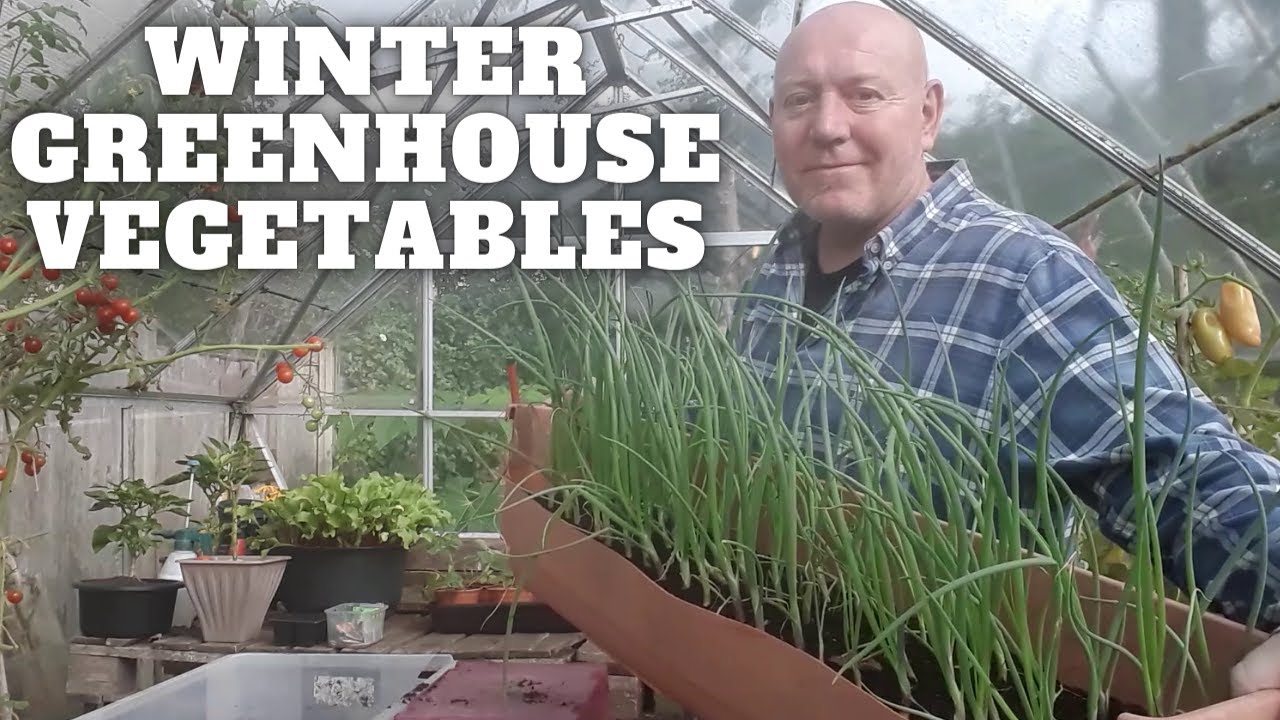 Winter Greenhouse Vegetables [Gardening Allotment UK] [Grow Vegetables At Home ]