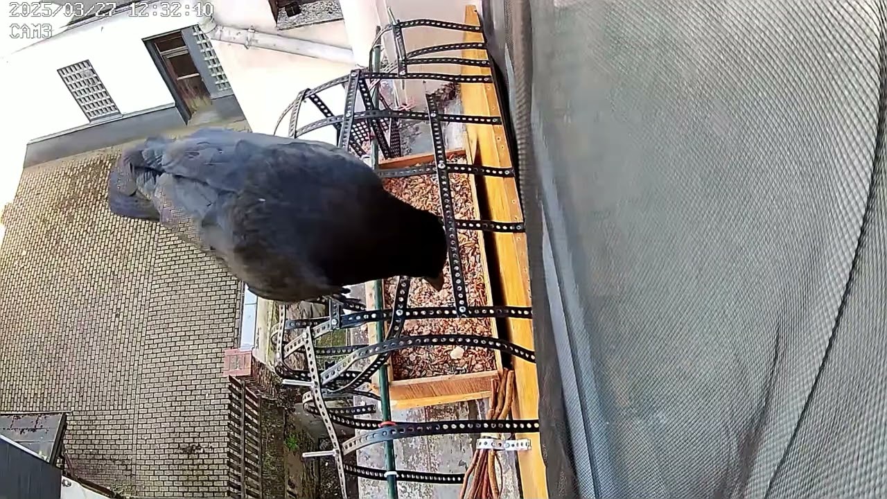 2025 03 27   Vogelkamera