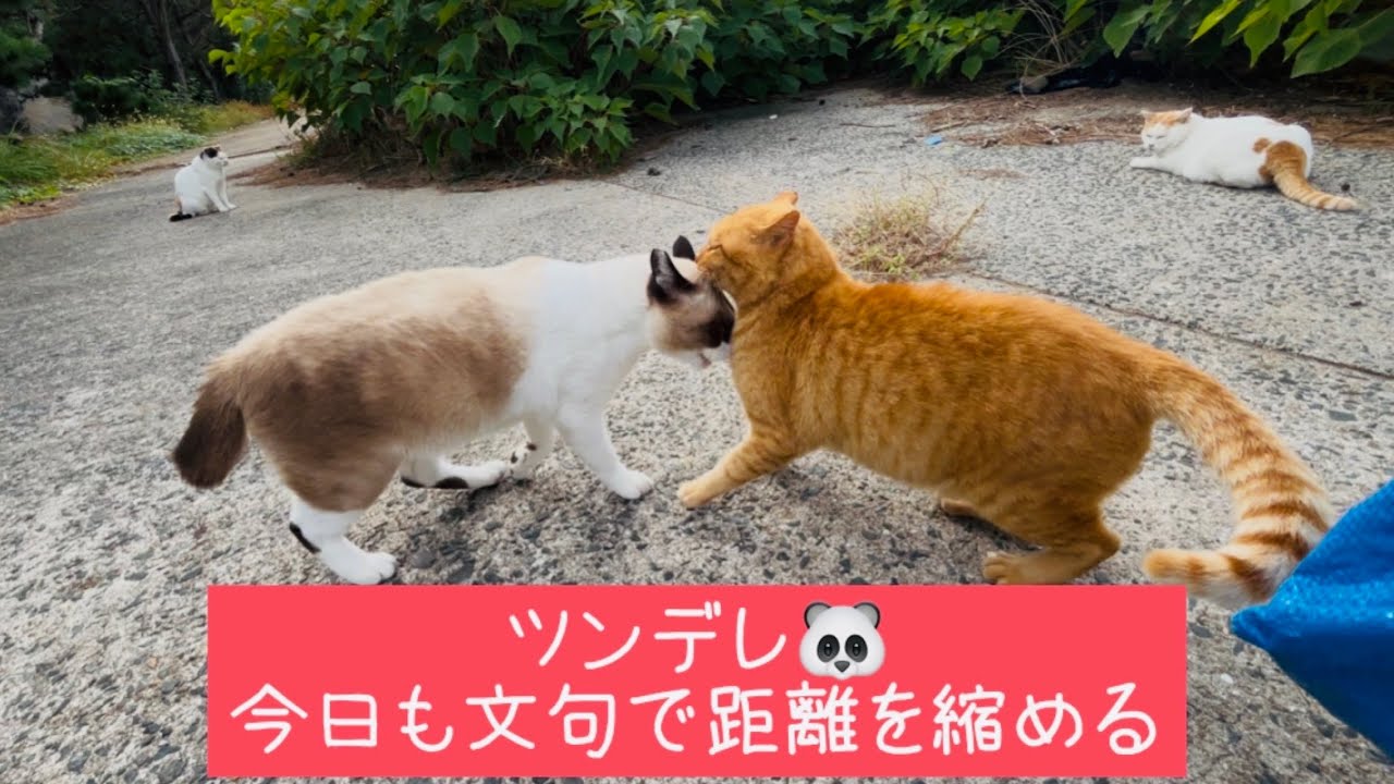 強がりパンダ猫🐼 不器用な友情物語