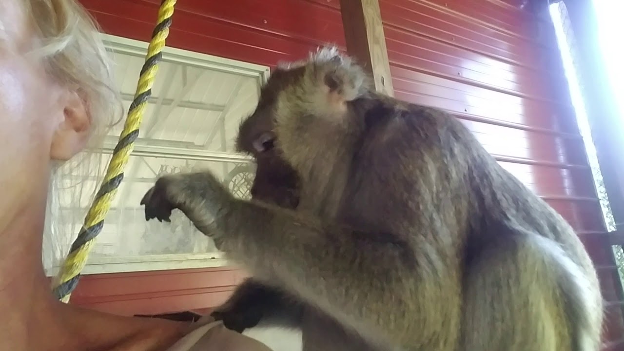 ASMR Monkey Bugs Bullock Back To Grooming
