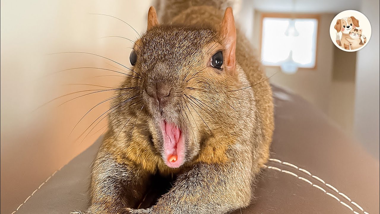 This Squirrel Had One Chance to Go Free and He Refused to Take It