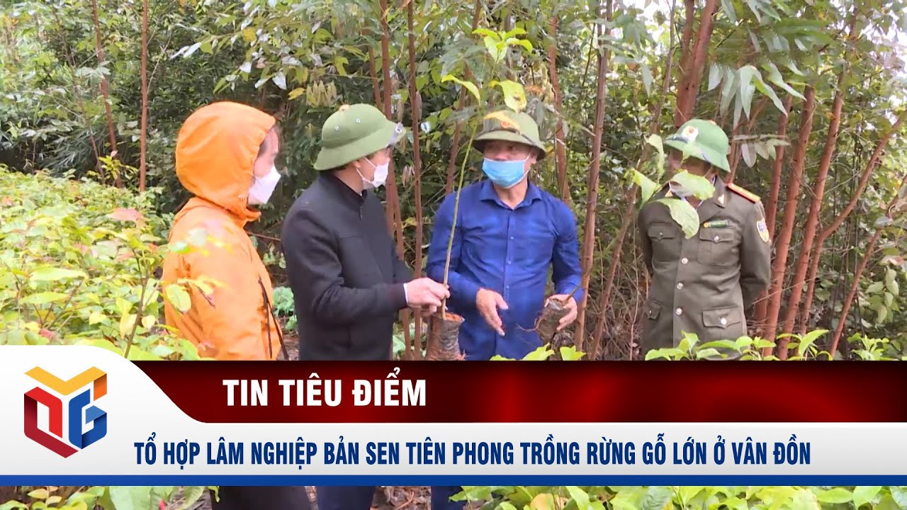 Tổ hợp lâm nghiệp Bản Sen tiên phong trồng rừng gỗ lớn ở Vân Đồn