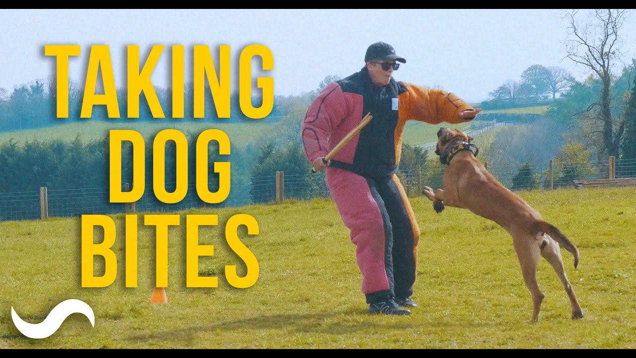 LEARNING TO GET BIT - PSA DECOY DEVELOPMENT CAMP, UK