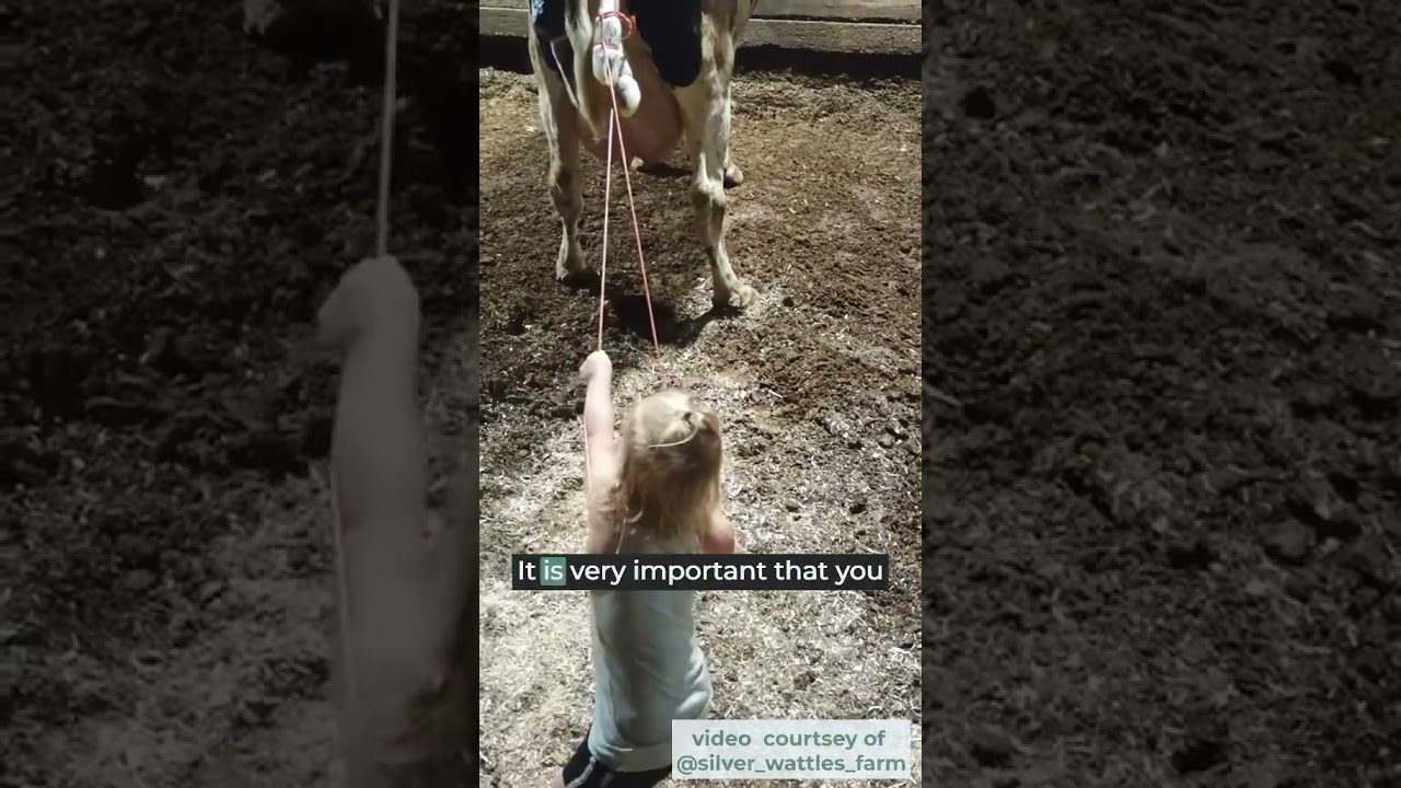 What Is Pulling A Calf? | How We Really Assist a Cow Giving Birth