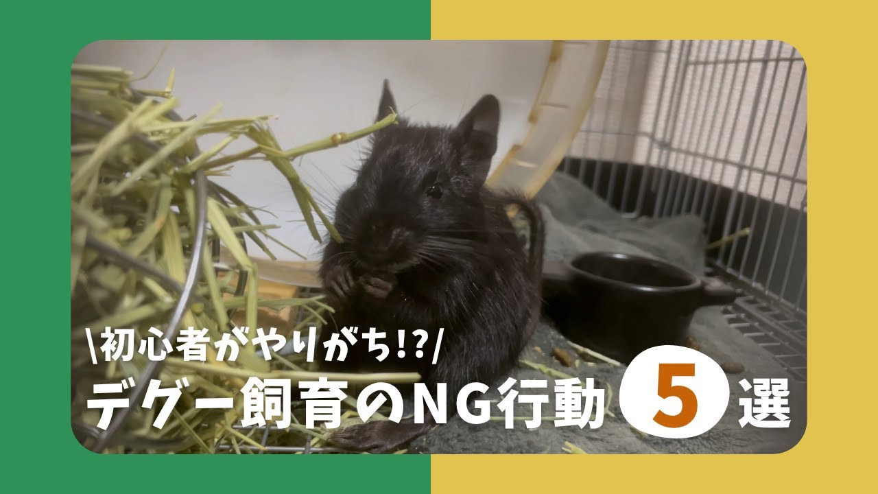 初心者がやりがち？！デグー飼育のNG行動5選！