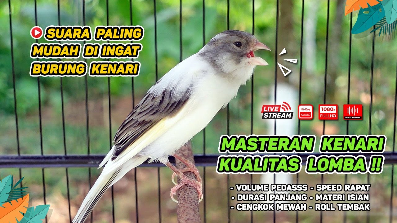 Kenari GACOR NGEREK‼️ Masteran Kenari PAUD dan Pancingan Kenari MACET BUNYI dan Betina NGIWIR - 207