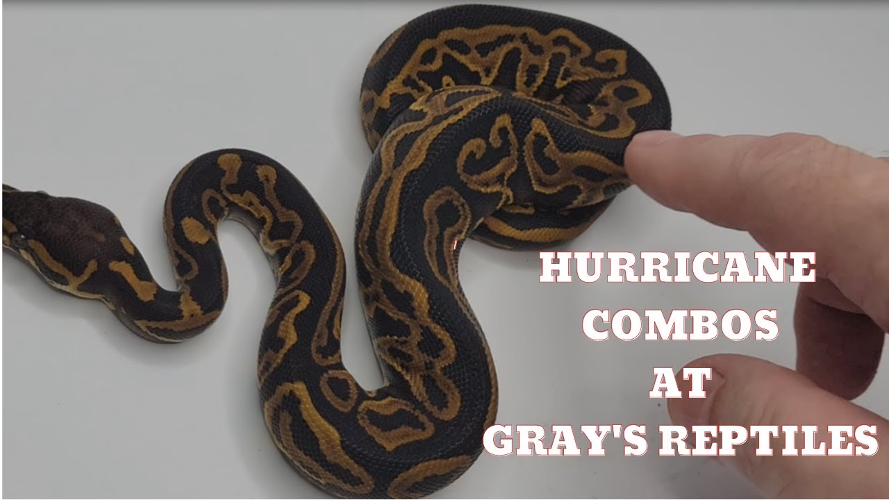Hurricane Ball Python Combos At Grays Reptiles