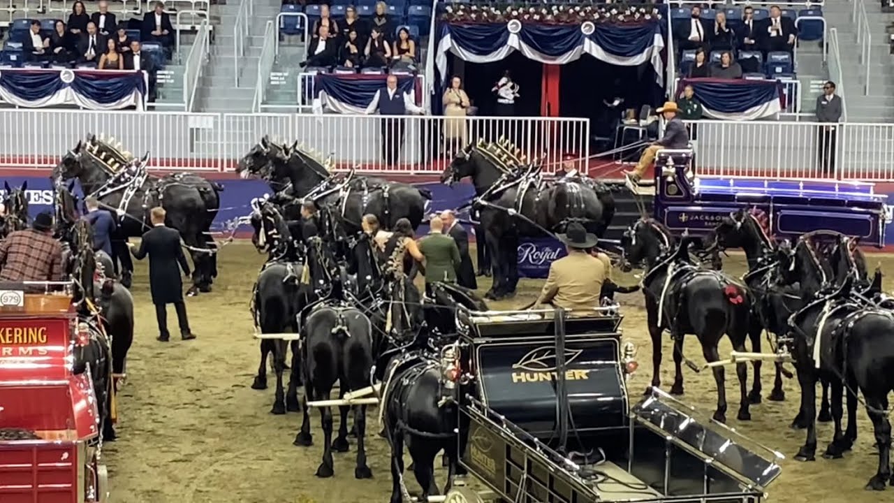 ✨Percheron Six Horse Hitch Wagon Driving The Royal Agricultural Winter Fair 2025 Horse Show✨