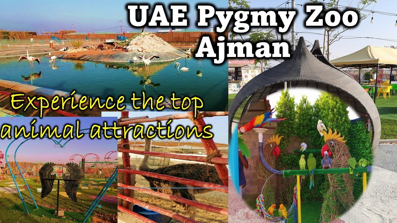 UAE Pygmy zoo Ajman Top Animal Attractions | Pygmy Zoo| Petting Animal Park Al Zorah Marina Ajman