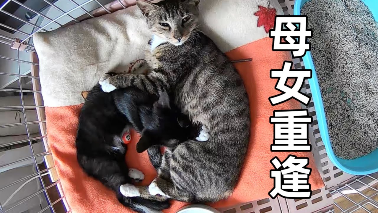 浪貓寶寶意外與媽媽重逢，撲進懷要奶喝：你怎麼才來｜李喜猫