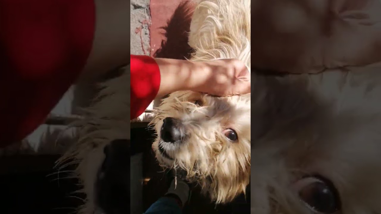 a mi perro lo agarro el picudo lojo😈😈😈