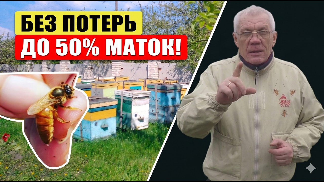 Быстрое расширение пасеки. Формирование однорамочных отводков.