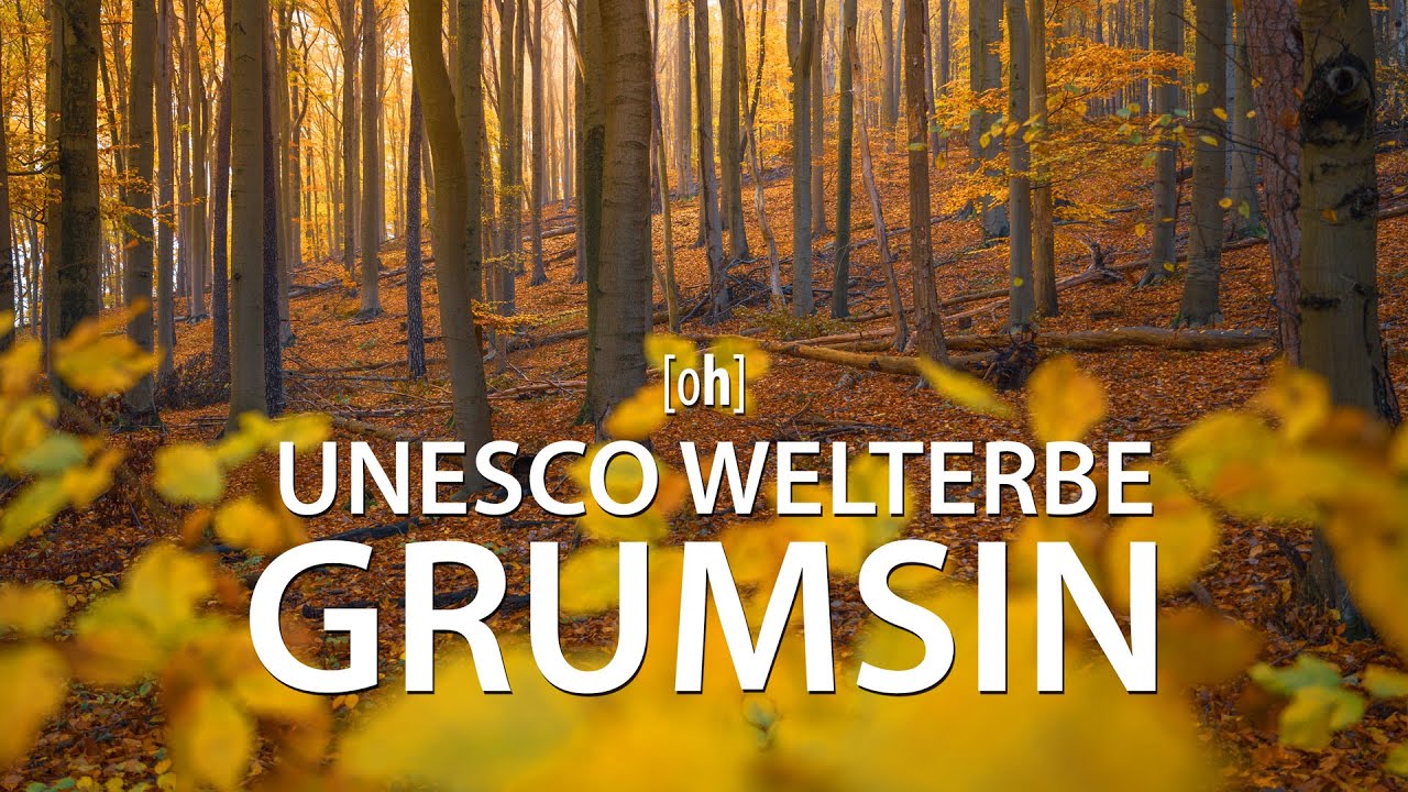 Grumsin UNESCO Welterbe Buchenwald und Ivenacker Eichen - Landschaftsfotografie im Herbst