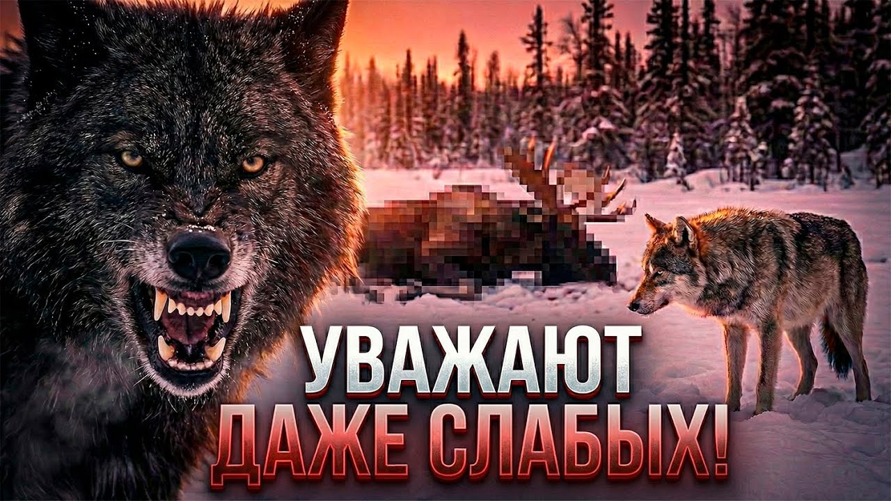 Вот ПОЧЕМУ ВОЛКИ НЕ УБИВАЮТ Друг Друга ЗА ЕДУ!