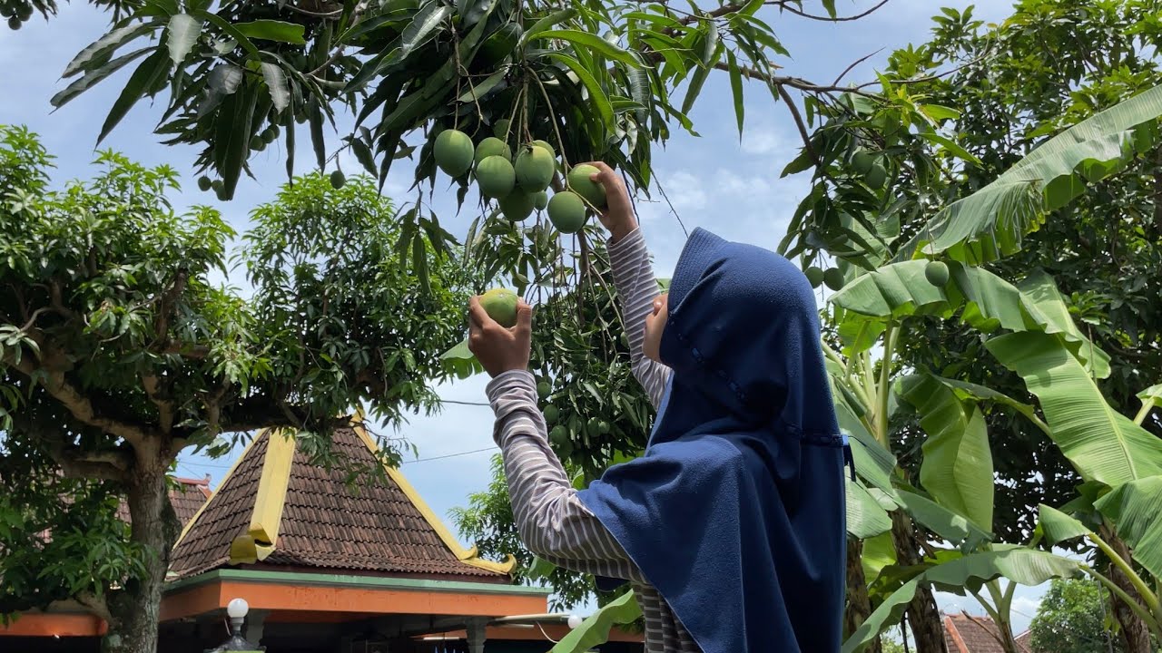 Pernah Makan Mangga (Mango) Sengir Kopyor? Rasanya Manis Asam Segar
