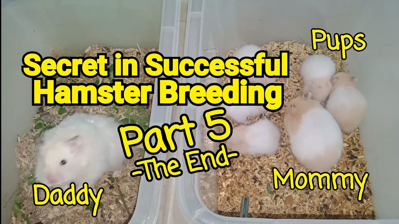 How to Breed Hamster Properly PART 5 (FINALE PART): Daddy Hamster Reunited to Mommy & their Pups.