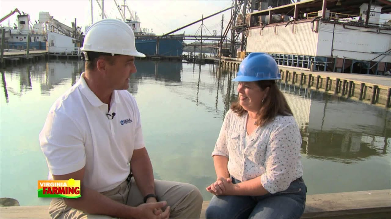 Virginia Farming: Menhaden Fish Industry.