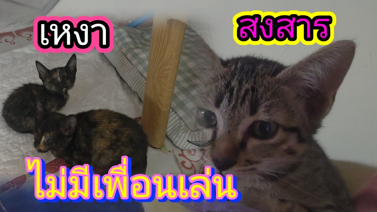 สงสาร!!!ไม่มีเพื่อนเล่นแล้ว#ลูกแมวจร#ลูกแมวน่ารัก