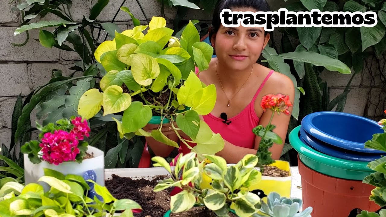 Por qué se te mueren las plantas después de trasplantarlas?