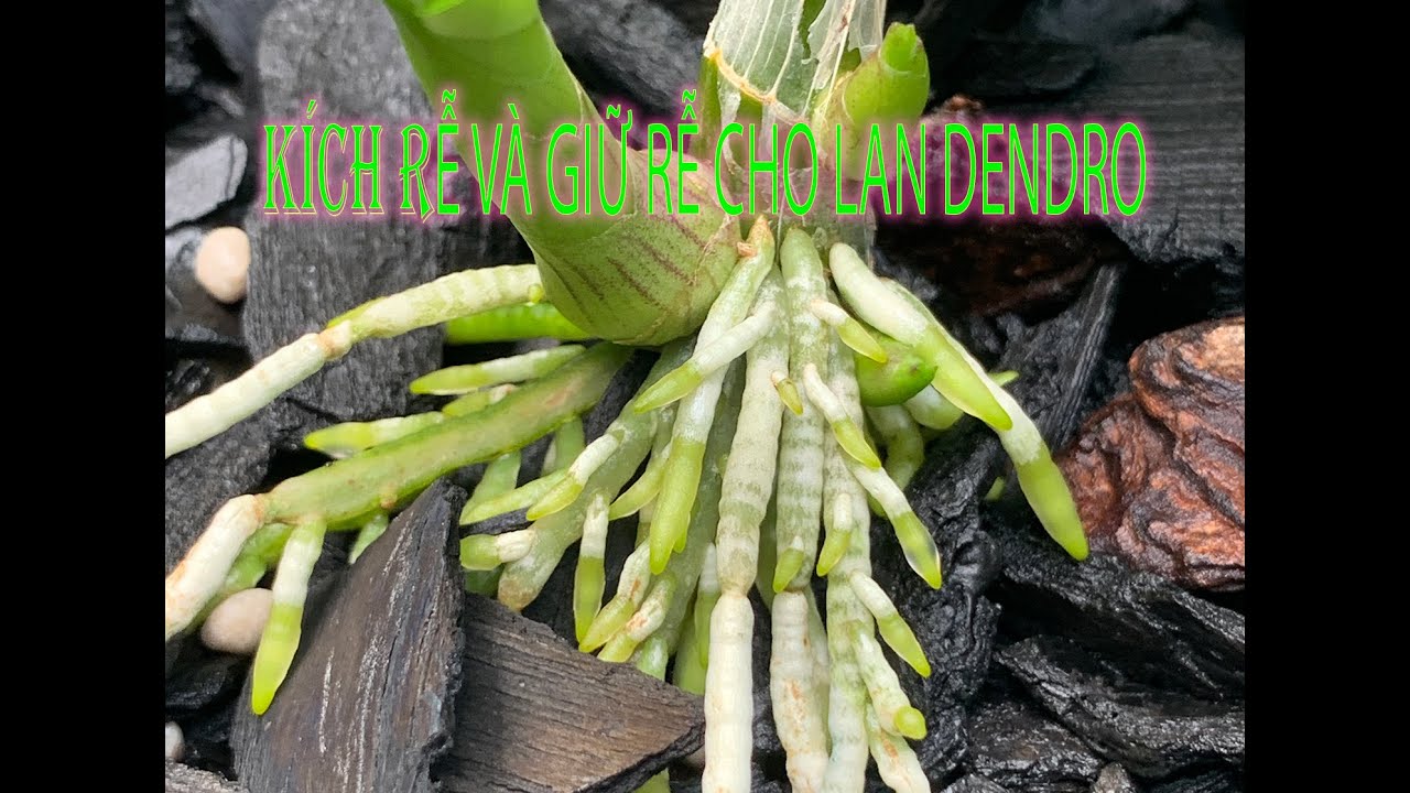 K&iacute;ch rễ cho lan dendro
