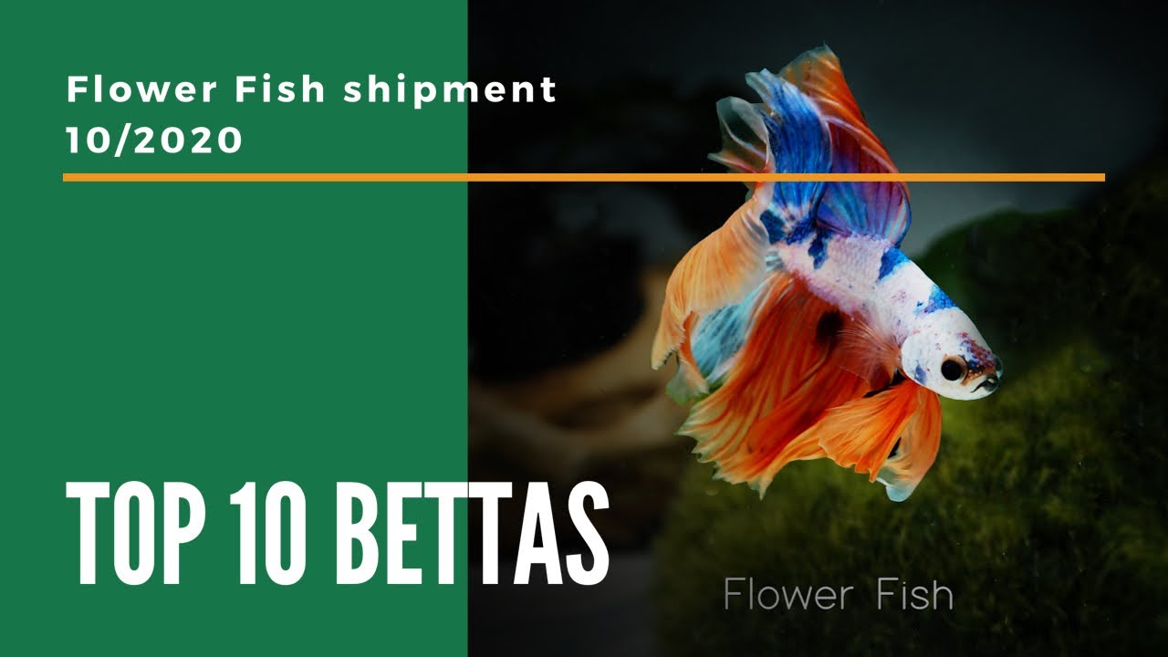 Top 10 Bettas 10.2020