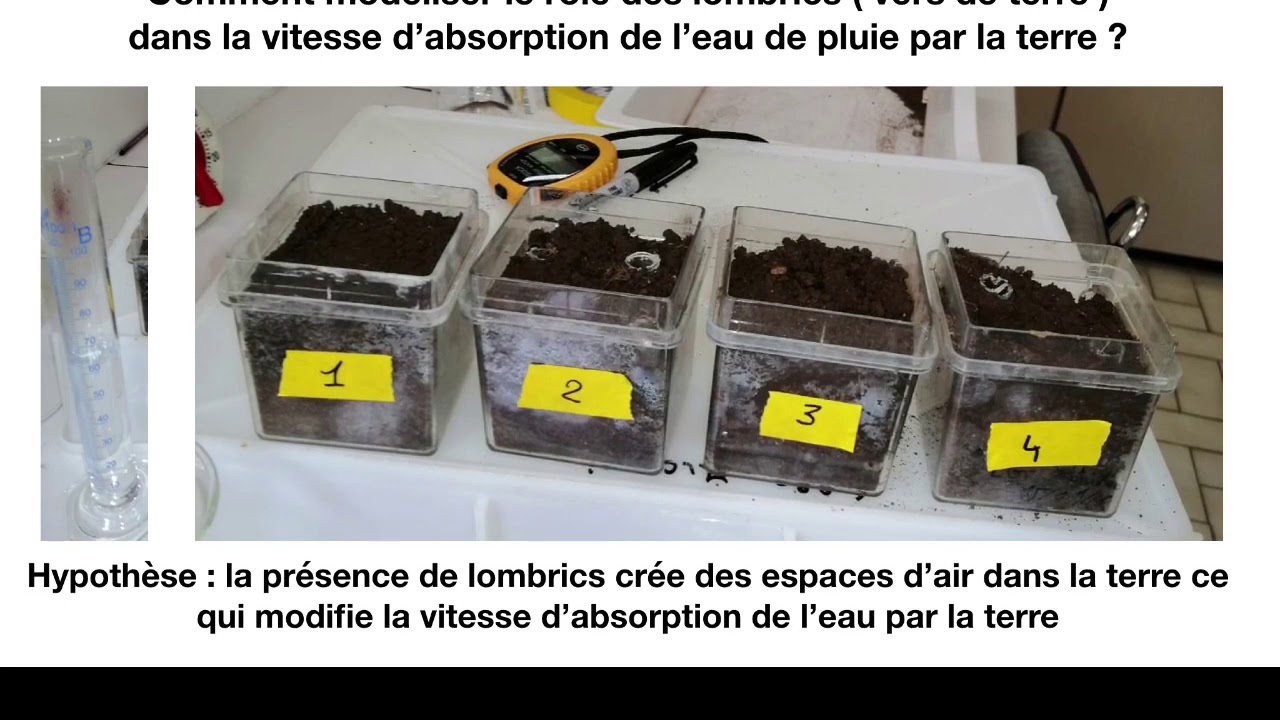 Quels r&ocirc;les jouent les lombrics dans l&rsquo;absorption de l&rsquo;eau par la terre ?