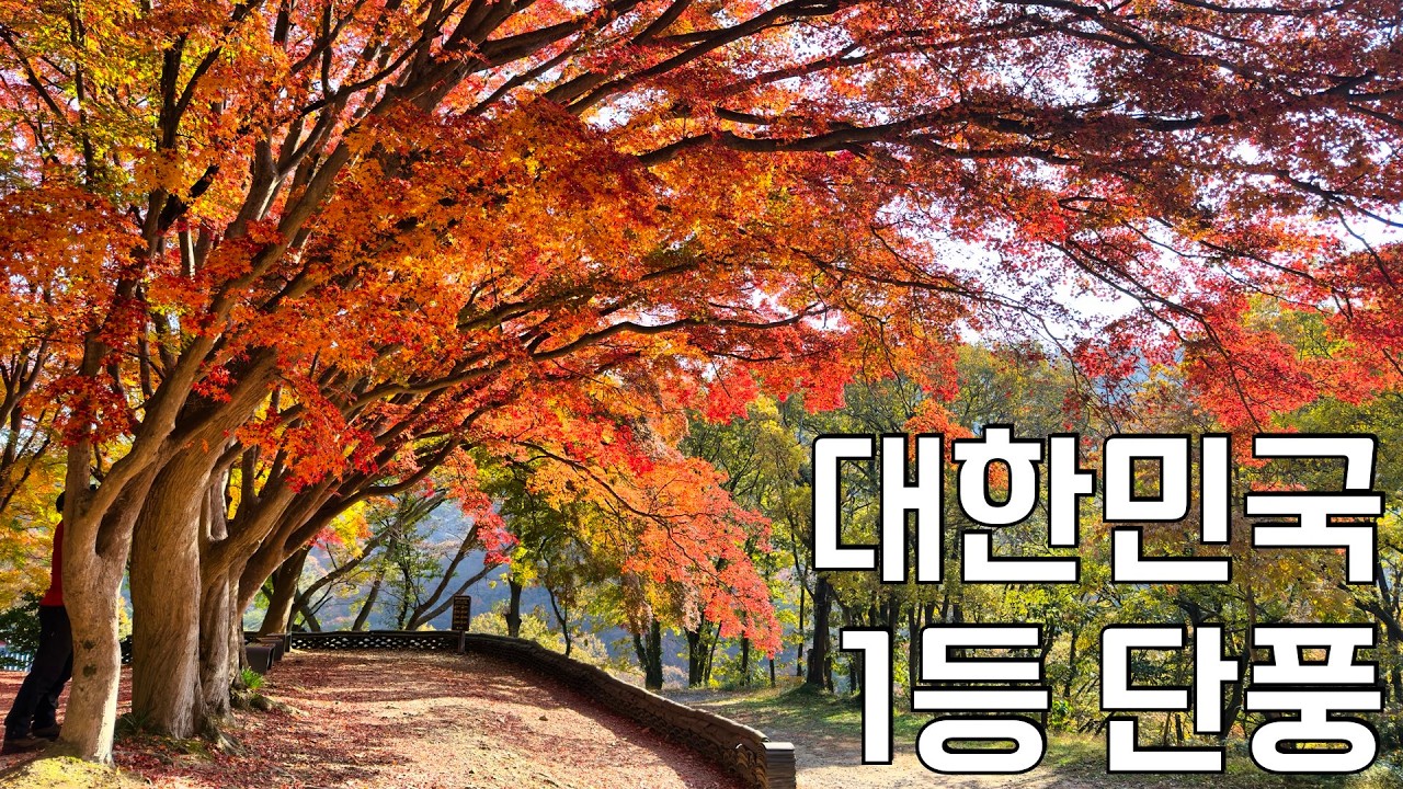 내장산보다 더 좋은 최고의 단풍| 사람은 1/5, 감동은 500% | 선운산 단풍천국