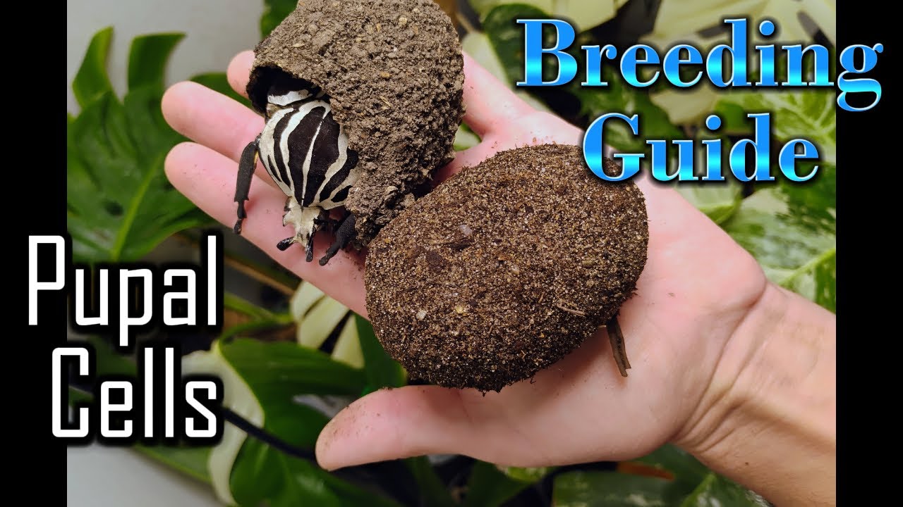 Uncovering Giant Insect Pupal Cells! Goliath Beetle Breeding Tutorial!