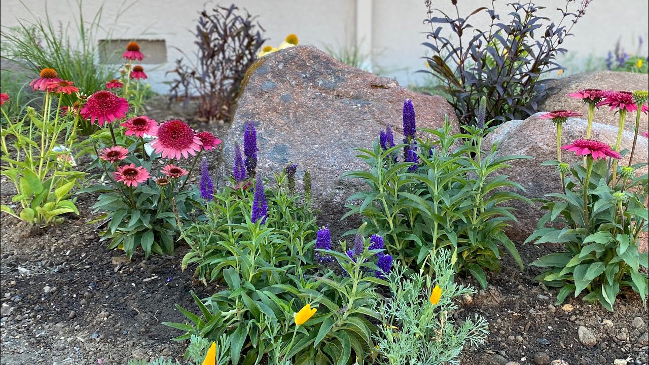 Planting Full Sun Deer Resistant Flower Beds in California Part 1