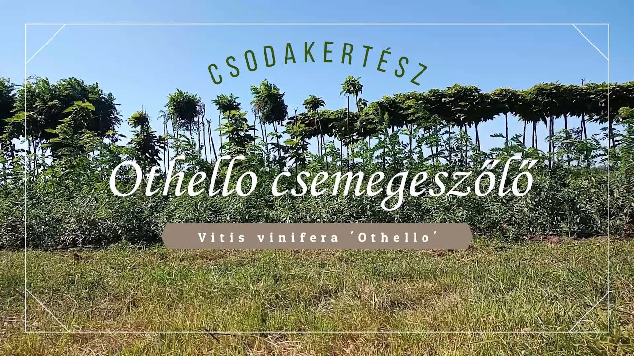 Csodakertész - Othello csemegeszőlő